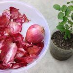 Cibulová slupka jako magické multum: tři způsoby, jak ji využít na zahradě bez peněz