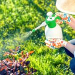 Cibulové slupky proti škůdcům: domácký postřik, který funguje lépe než pesticidy