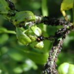 Citrónová kůra proti mšicím? Starobylý trik českých babí, který funguje