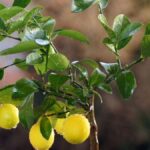 Citrónová šťáva na listech rajčat: co vědí biologové, a skrývají to