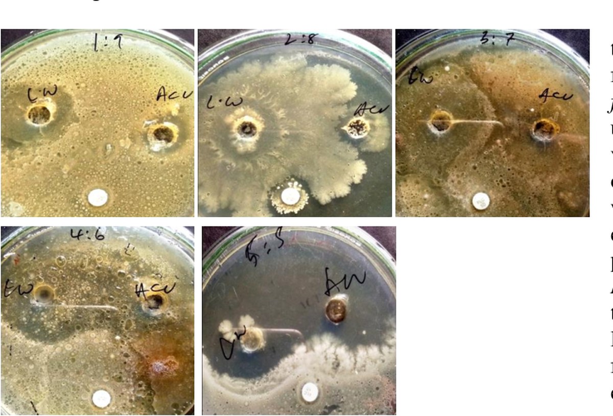 Citrónová šťáva na listech rajčat: co vědí biologové, a skrývají to - image 2