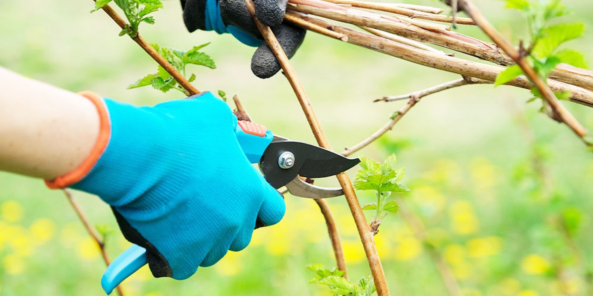 Co profesionální zahradníci nikdy nedělají se sekerou na jaře - image 1