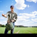 Co říkají starší agronomové o správné hloubce výsevu: Chyba vás stojí půlku úrody