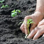 Co si farmáři nikdy nenechají vysadit v dubnu