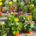 Co vám nikdy neřekne prodejce: kdy koupit rostliny se slevou