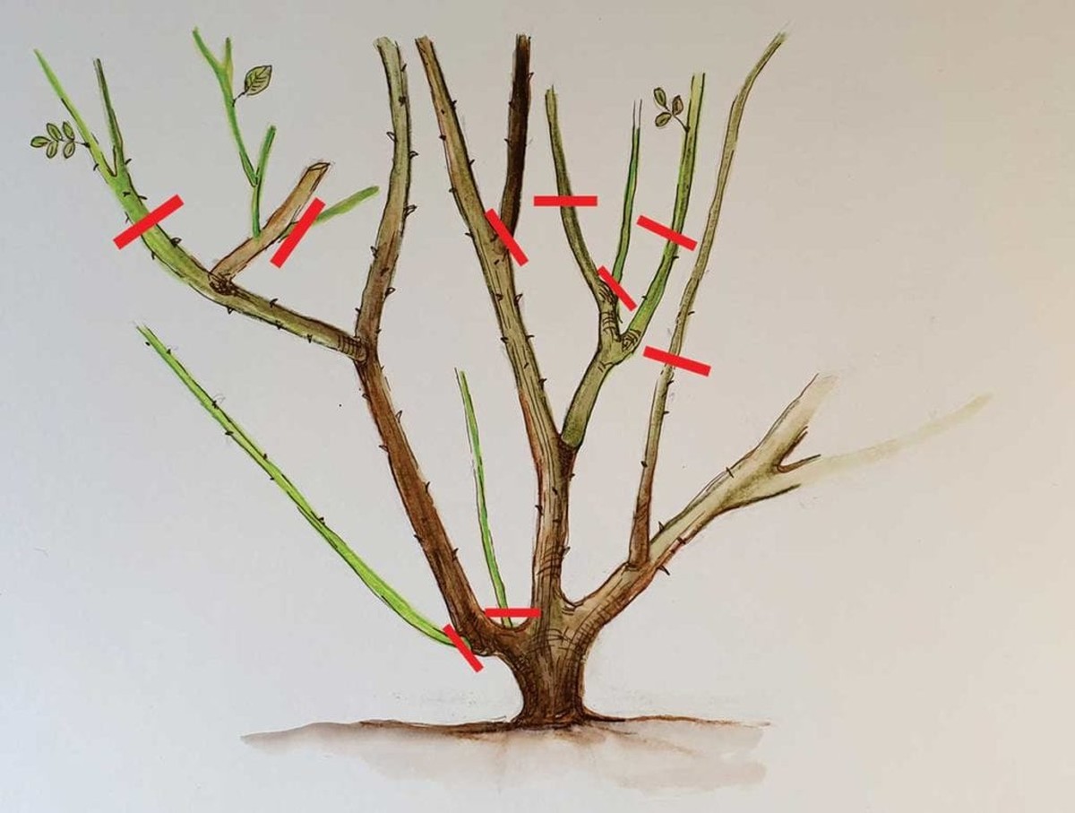 Co vám profesionální floristé nikdy neřeknou o střihání růží - image 1