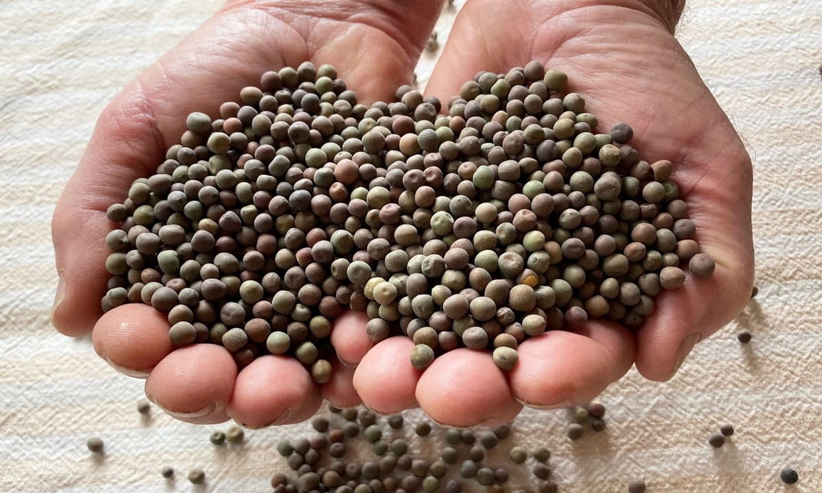 Co vám skrývají profesionální zahradníci o zimní údržbě půdy - image 2