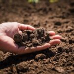 Co všichni zemědělci dělají se starou hlínou: Záhradní guru radí