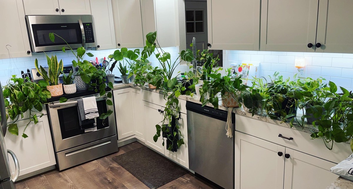 Co zahradníci neprozradí: jedla živina v hnědé vodě - image 1