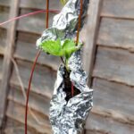 Hliníková fólie za květináči: Jak ušetřit 30 % na topení zahrady