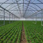 Hliníková fólie za záhradní ploty? Jak ušetřit 30 % na topení skleníku