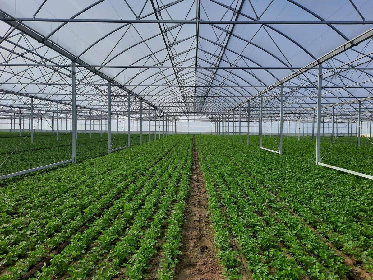 Hliníková fólie za záhradní ploty? Jak ušetřit 30 % na topení skleníku