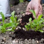 Использование кофейной гущи вместо удобрения: почему садоводы хранят это в секрете