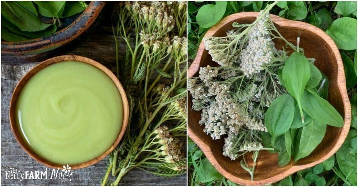 Jak staří včelaři využívají obyčejný vosk na boj s jitrocelem - image 1