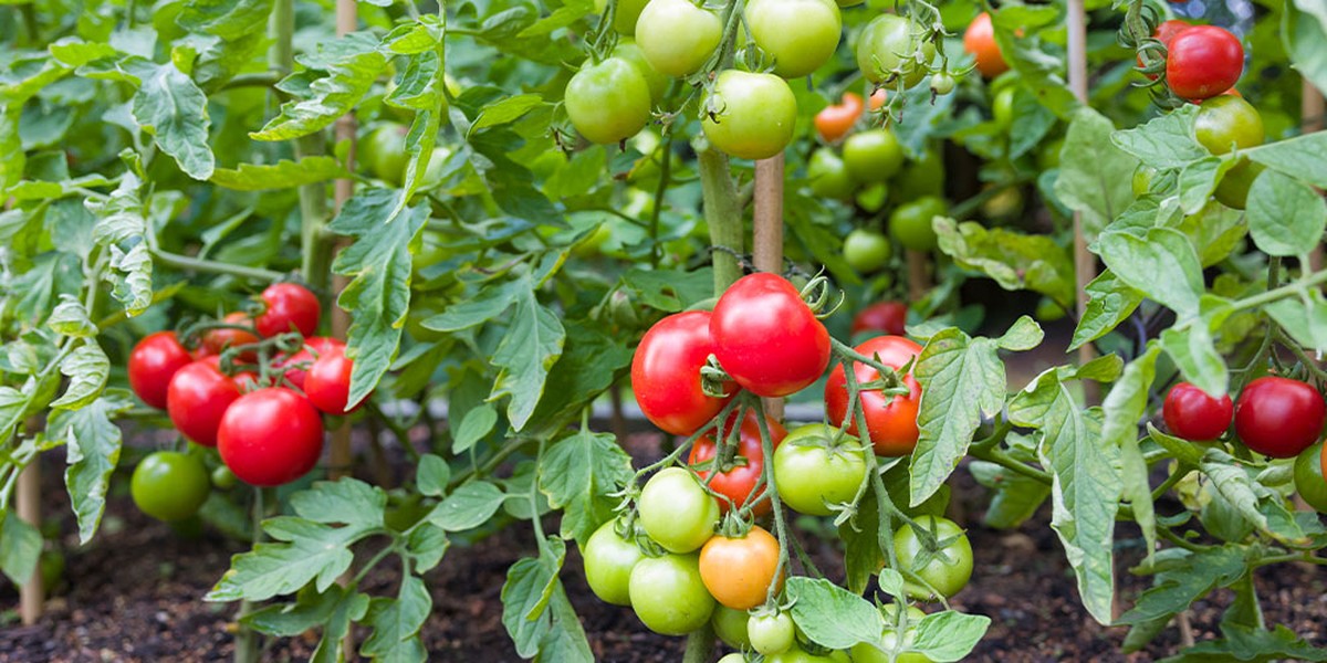 Jedlá soda na rajčatech: proč ji园藝ní celebrity přidávají do vody ke květům - image 1