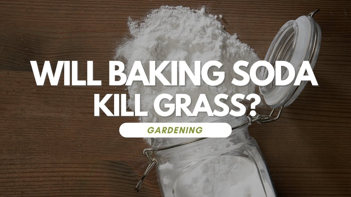 Jednohubka sody do půdy: Proč se váš trávník zeleně během týdne