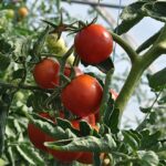 Káva do půdy: Věda vysvětluje, proč vaše rajčata porostou o 40% rychleji