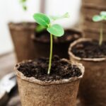 Kávový filtr jako ochrana sazenic? Zahradníci to vědí už roky