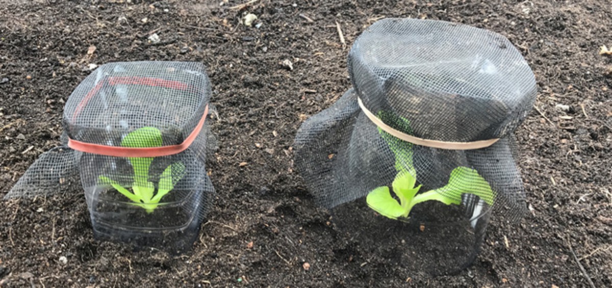 Kávový filtr jako ochrana sazenic? Zahradníci to vědí už roky - image 1