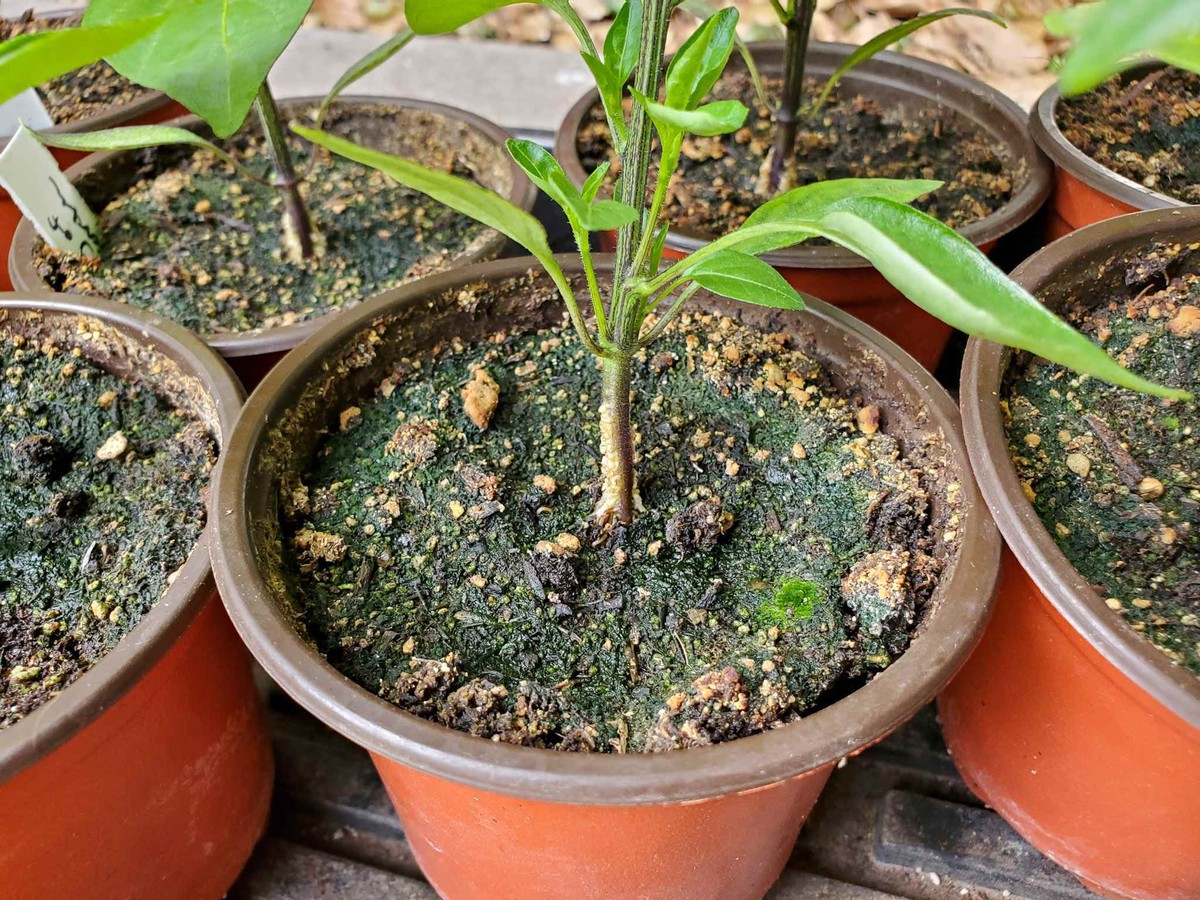 Kávový filtr na dně květináčů: Zahradnický trik proti plísním v půdě - image 2