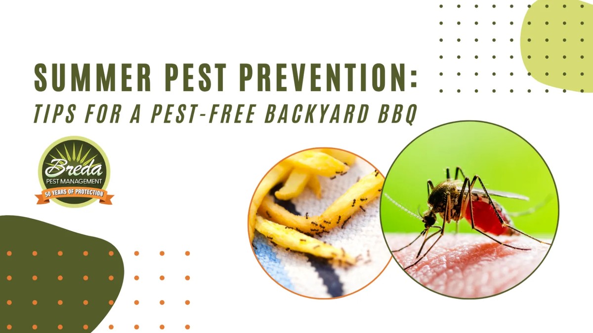 Kávový filtr na okna: jednoduchý trik proti hmyzu v létě - image 2