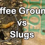 Kávový louh proti slimákům? Staří zahradníci to věděli už 50 let