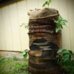 Kávový pytel v blízkosti rajčat? Zahradníci to znají už 50 let