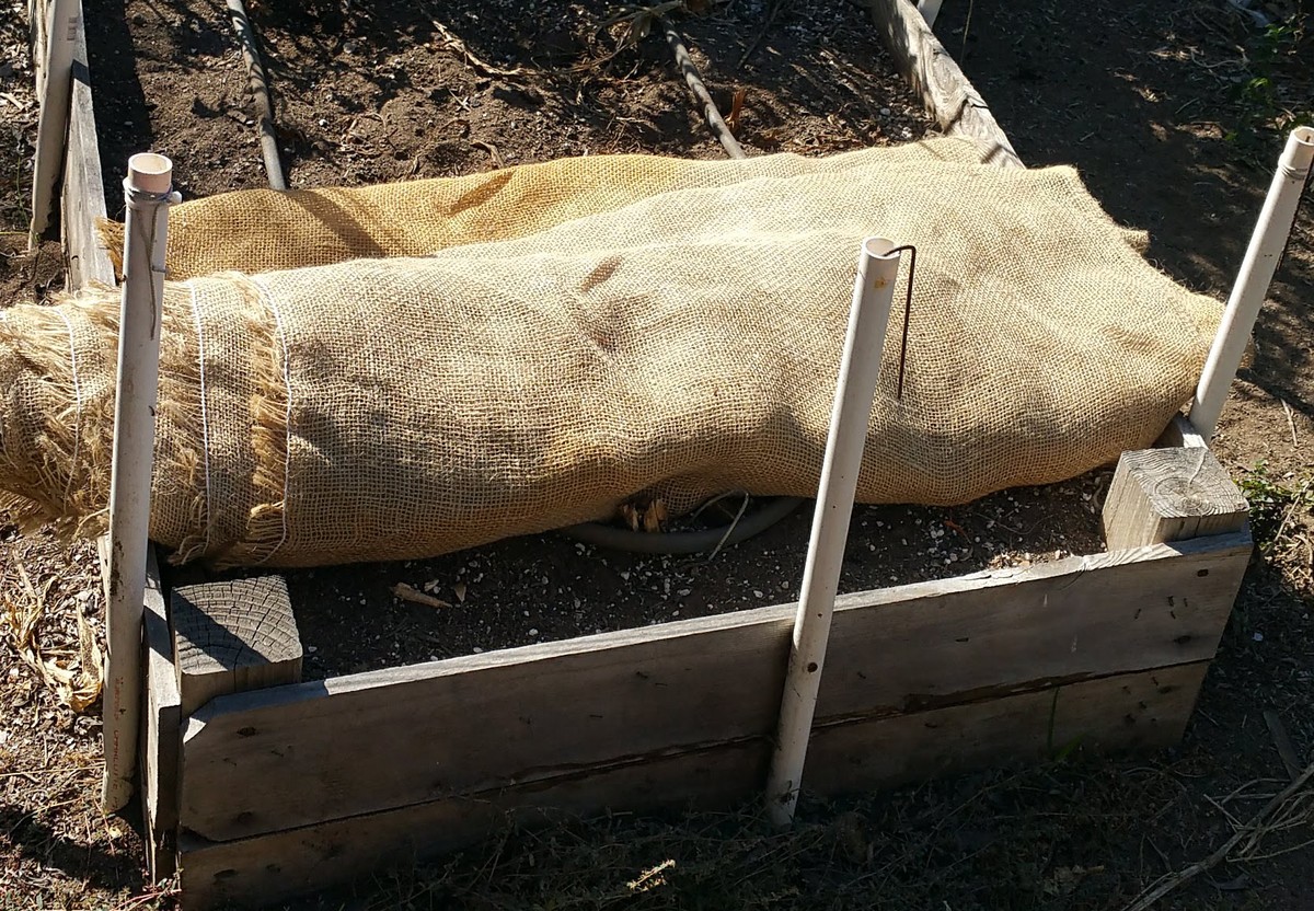 Kávový pytel v blízkosti rajčat? Zahradníci to znají už 50 let - image 1