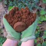 Kávový zapalovač do půdy? Zemědělci ho používají už 50 let jako tajný pomocník