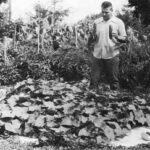 Kobercové zbytky jako mulč: jak zahrada přežije sucho za 5 korun