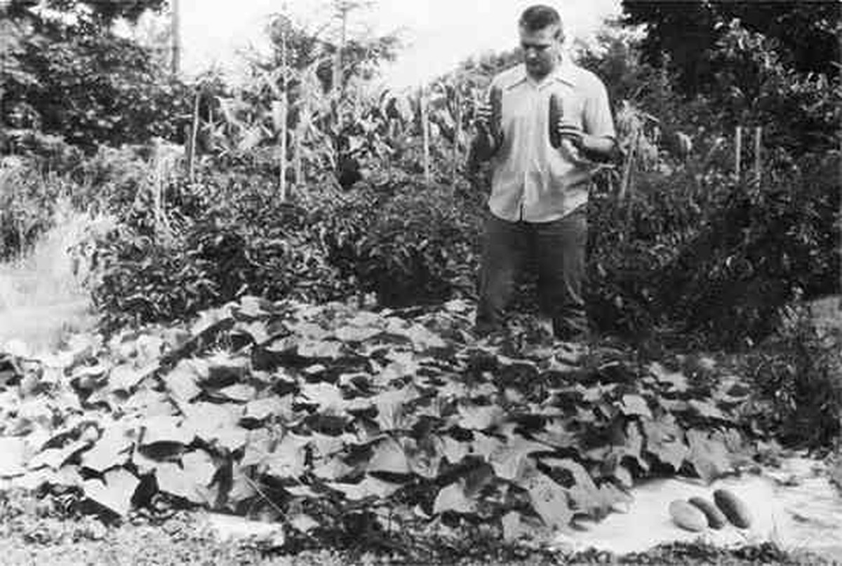 Kobercové zbytky jako mulč: jak zahrada přežije sucho za 5 korun