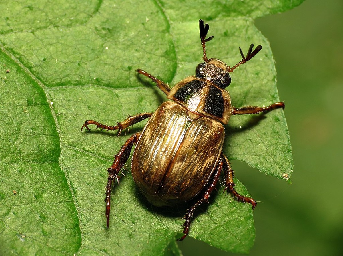 Kukuřičný škrob místo pesticidů: Starobylý trik proti brouků v zahradě - image 2