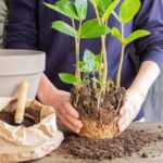 Květináři odhalují: kdy přesazovat rostliny, aby nezeslábly - a proč všichni dělají chybu