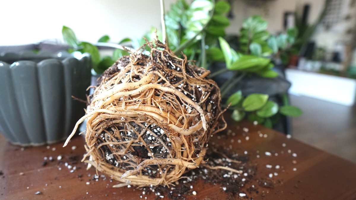 Květináři odhalují: kdy přesazovat rostliny, aby nezeslábly - a proč všichni dělají chybu - image 2