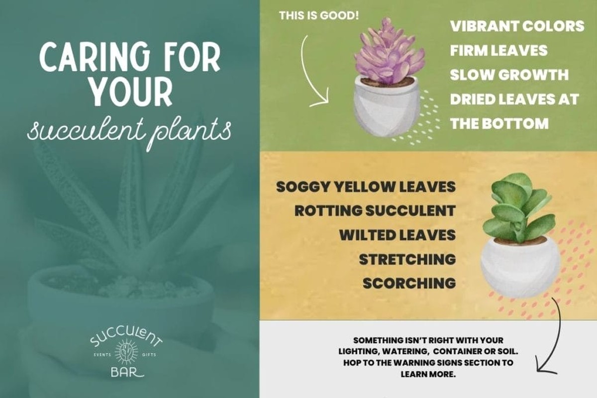 Květináři varují: nikdy nekombinujte tyto dvě rostliny vedle sebe - image 1