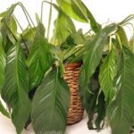 Květináři vydali upozornění: tato chyba zabíjí pokojové rostliny během týdne