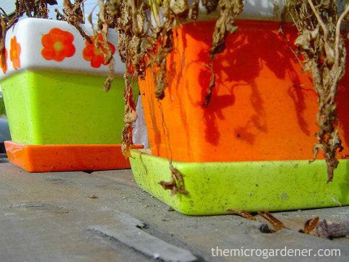 Květináři vydali upozornění: tato chyba zabíjí pokojové rostliny během týdne - image 1