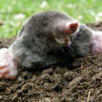 Ledová voda na těsto proti krtkům – zkoušeno už stovky let