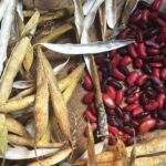 Ledvinová fazole v půdě: Přirozený způsob, jak zlepšit strukturu záhrady bez nákupu hnojiva