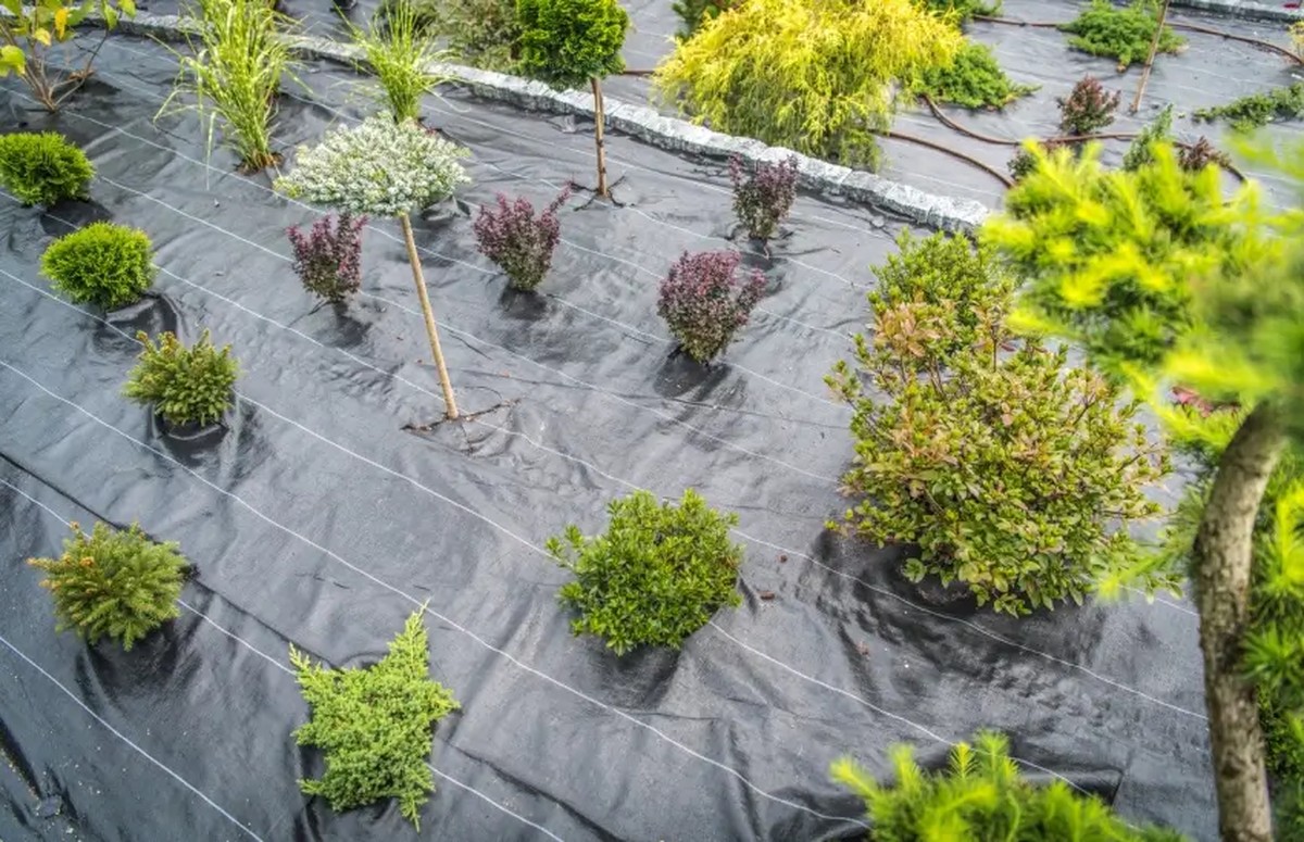 Lepenka pod zeleninu: jaký trik si hlídají profesionální zahradníci - image 2