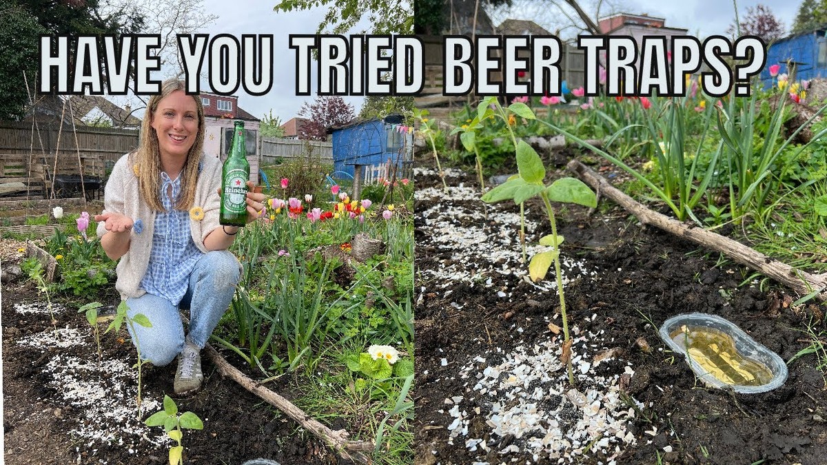 Mouka se solí kolem salátu: Jednoduchý návod, jak se zbavit slimáků navždy - image 1