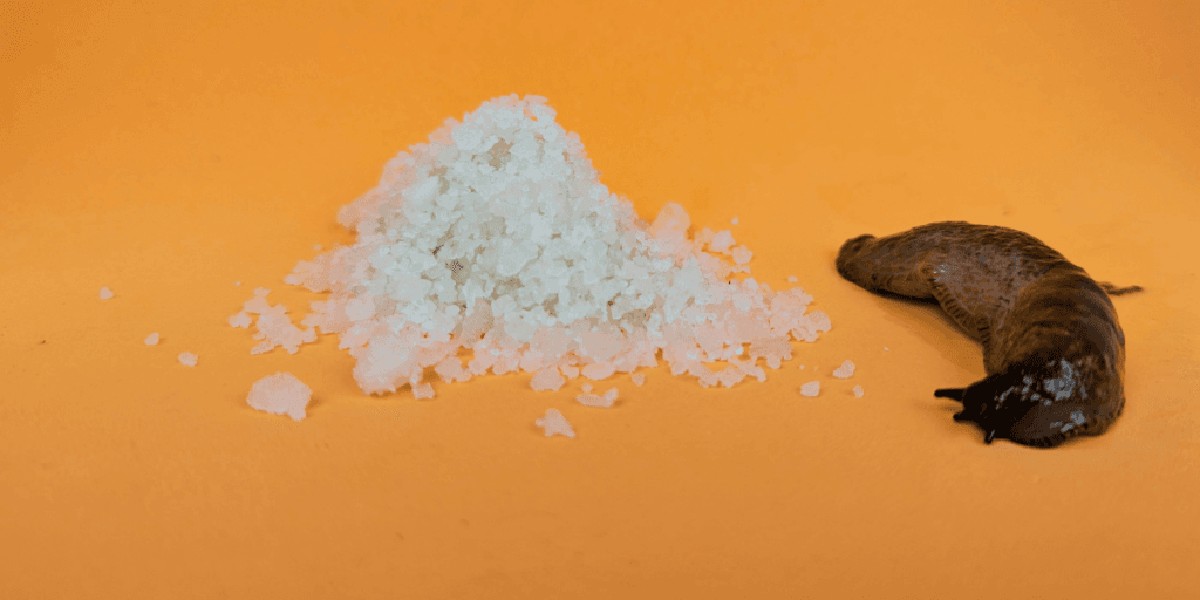 Mouka smíšená se solí: Záhradníci ji sypou na slimáky a ušetří stovky korun