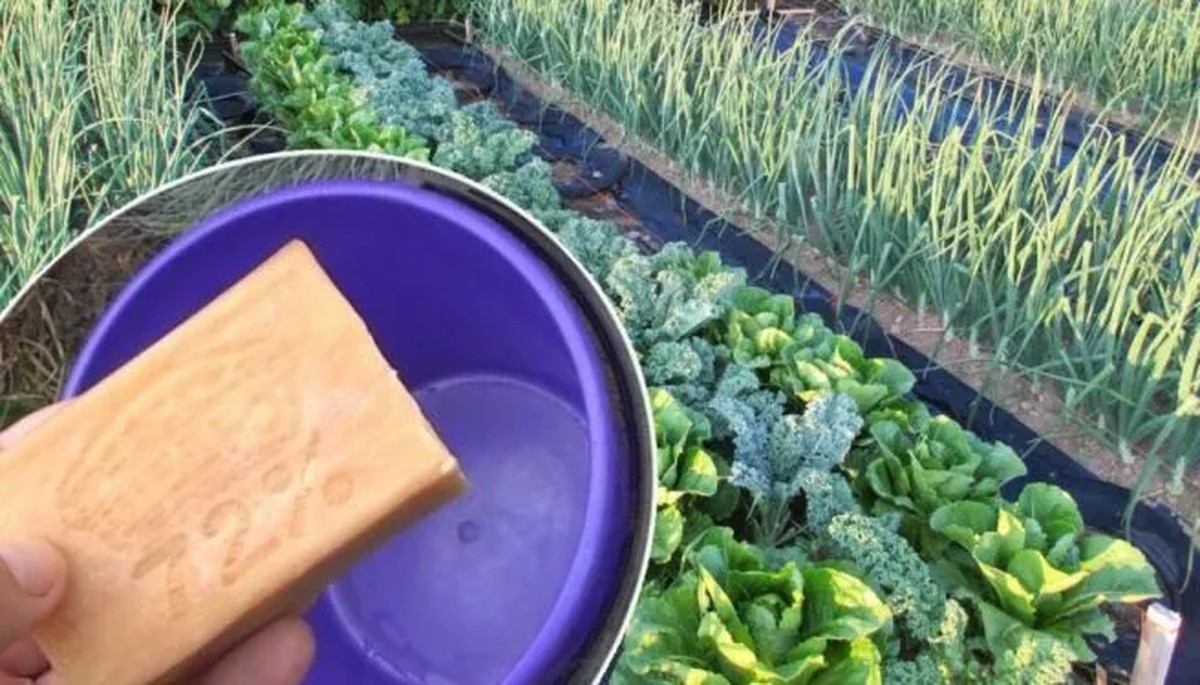 Mýdlo na stromech chrání před škůdci lépe než drahé spreje - image 2