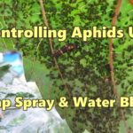 Mýdlová voda proti mšicím. Starý trik, který botanici stále doporučují