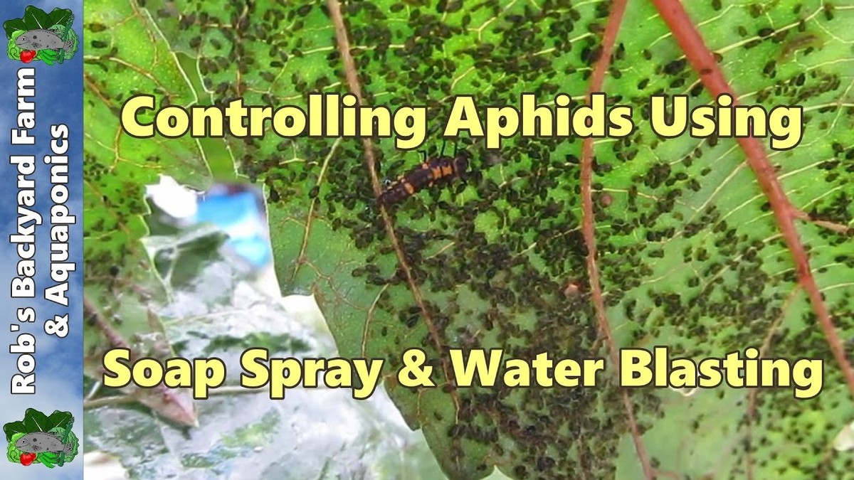 Mýdlová voda proti mšicím. Starý trik, který botanici stále doporučují