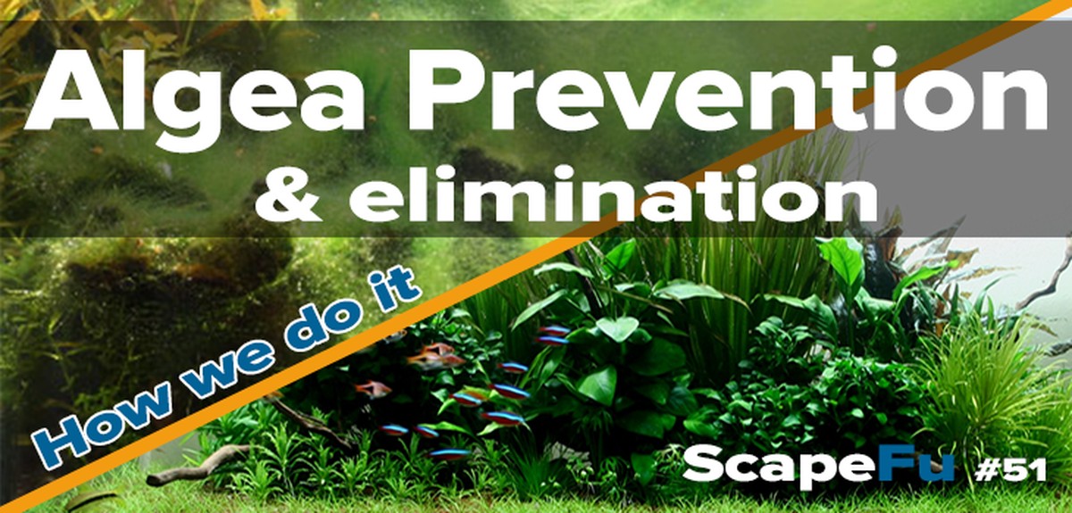 Noviny na dně bazénu zabraňují algám lépe než chemie - image 1