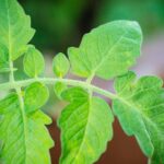 Ocet na listy rajčat: trik, který gembiáři tají před konkurencí