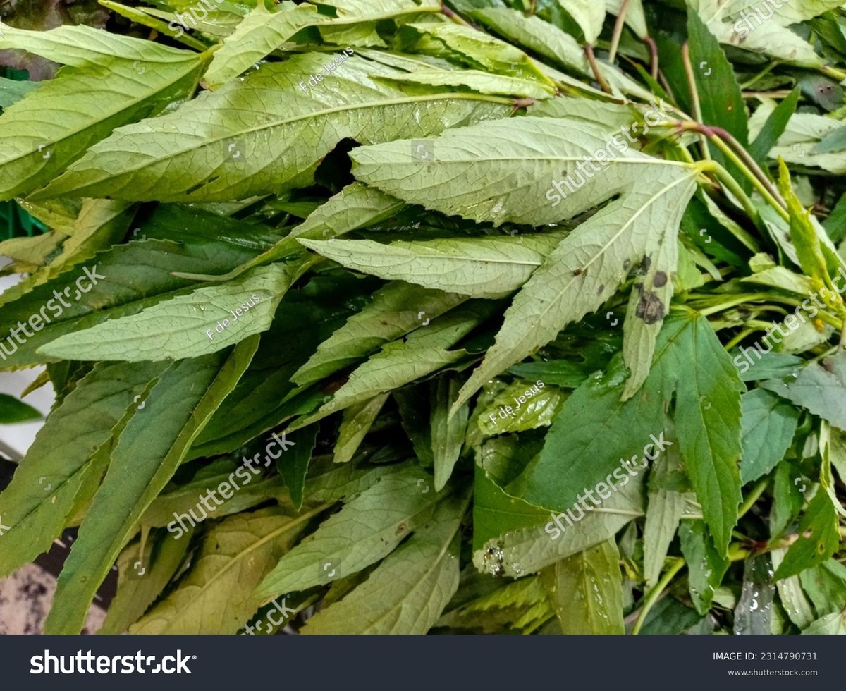 Ocet rozpuštěný ve vodě na listy: přírodní pesticid za pár korun - image 2