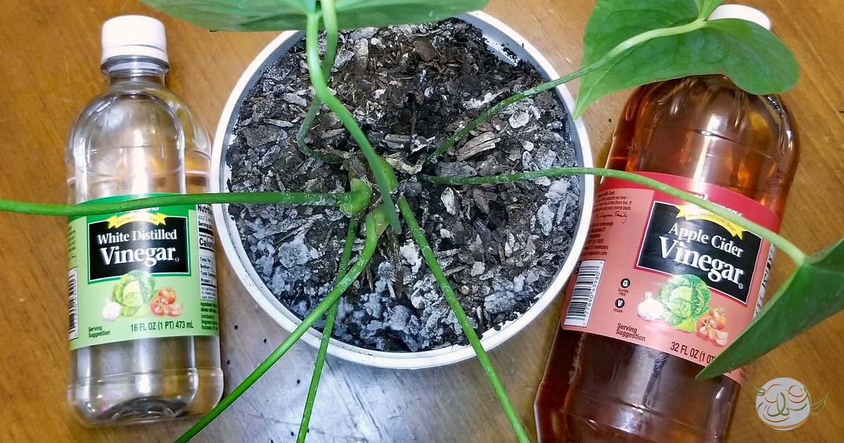 Ocet v kelímku proti plísním v květináčích: funguje během noci