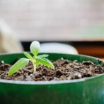 Опытные огородники раскрывают: одна ошибка при посадке томатов стоит половины урожая